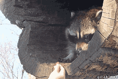 249b46fcbcd98c9428c0eab6c0a12f07_1426592765_8018.gif
