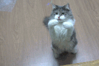 6b37f726858e68c4eed9a5cc5e81a658_1426221401_0986.gif