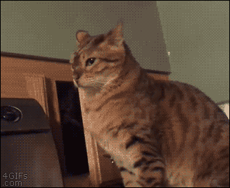 ea8f3e353fa56d2d062b2991f5806c3f_1426729701_427.gif
