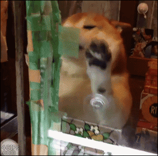 3beb1460a21ebc8556f0638255f909b1_1432095651_2368.gif