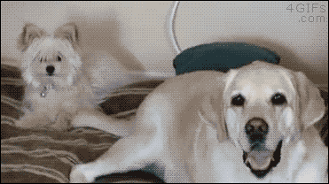 d99871dd9c738356622b1b327ea0cf0b_1430542809_7371.gif