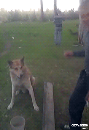 3200d178d6cef1a74b35ccaf9c2ee21b_1433809061_737.gif
