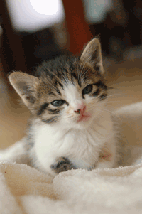1e354a3dd68c2a83599226a07a6215ba_1435937336_4758.gif