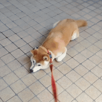 250faf3f94f441e6021bb48cc9a97543_1441861192_5951.gif