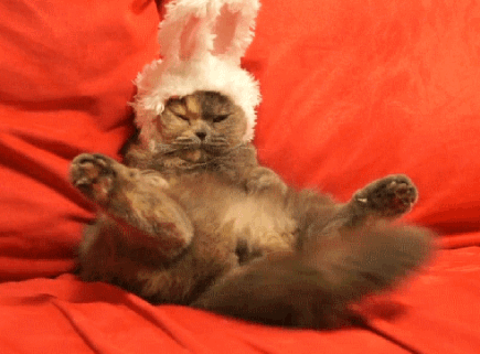 afe0df510fff1d19943c7169cd900d12_1450014394_8256.gif