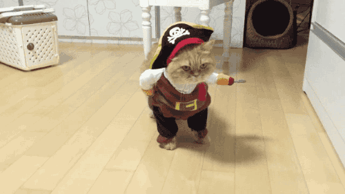 귀요미.gif