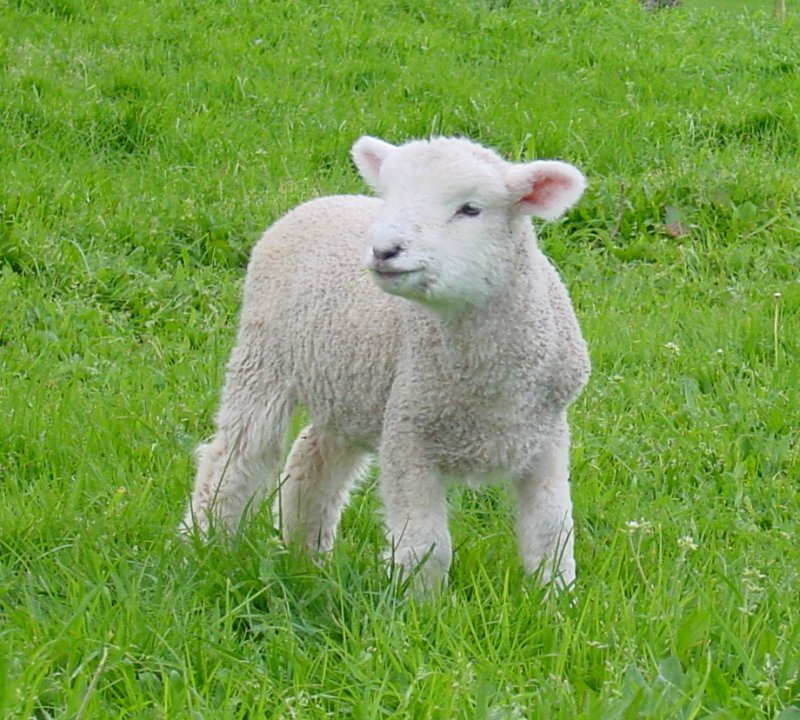 lamb.jpg