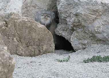 1 tumblr_inline_n9726xaTsc1qzgtm0.gif