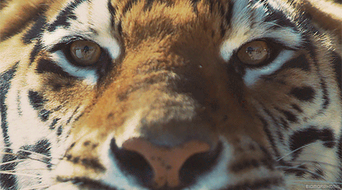 11111 tumblr_o25c6uYB6d1s5z01zo1_500.gif