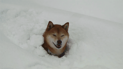 0cbb2aa67b632c5108c88215606b9cc2_1469634939_18.gif