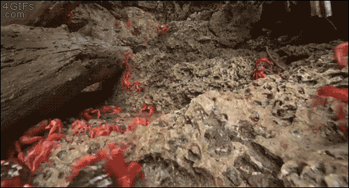 3192b7ae6fa5c65b0614f6e4a39aaad9_1469326660_1618.gif