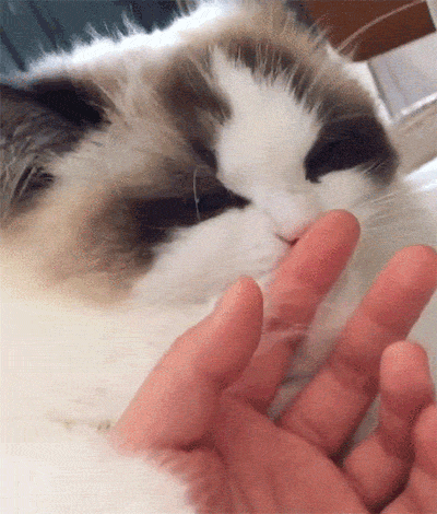 85e05a58b03065cfd2a99754f2fc62bd_1471338274_8475.gif
