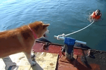 85e05a58b03065cfd2a99754f2fc62bd_1471338276_5344.gif