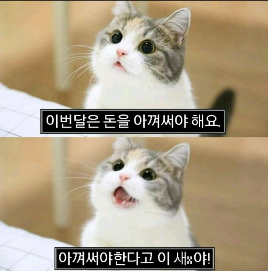 회원아이콘